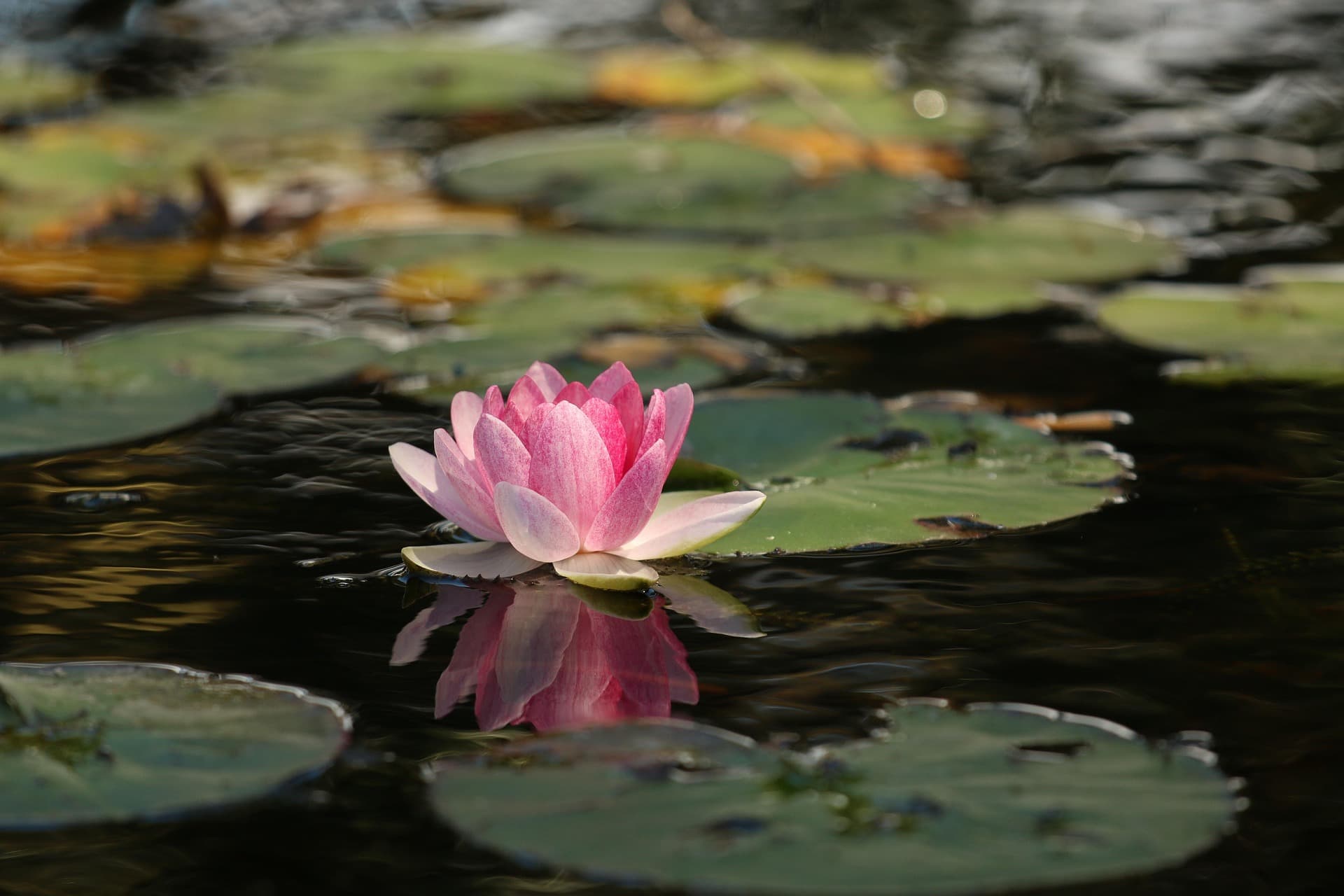 Flores de lótus sobre a água em uma paisagem tranquila